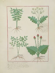 Liguster und Akanthus oben, Gras und Apollinaris unten, Illustration aus Das Buch der einfachen Heilmittel von Matthaeus Platearius